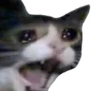 catscream
