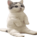 catsittingverycomfortable