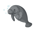 manatee