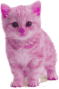 pink-kitten