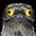 potoo