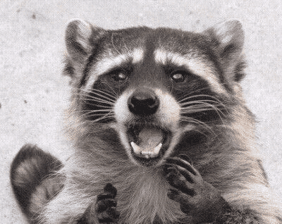 sad-raccoon