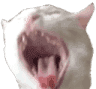 screaming-cat