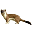 stoat